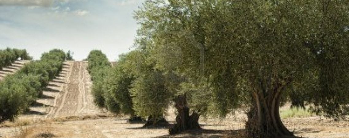 olive tree garden