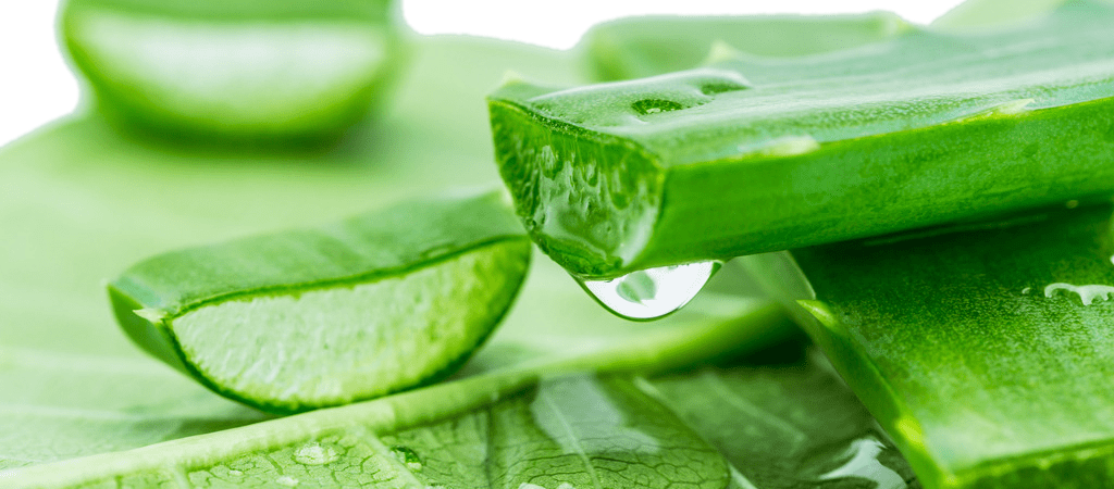 Aloe Vera Benefits for skin